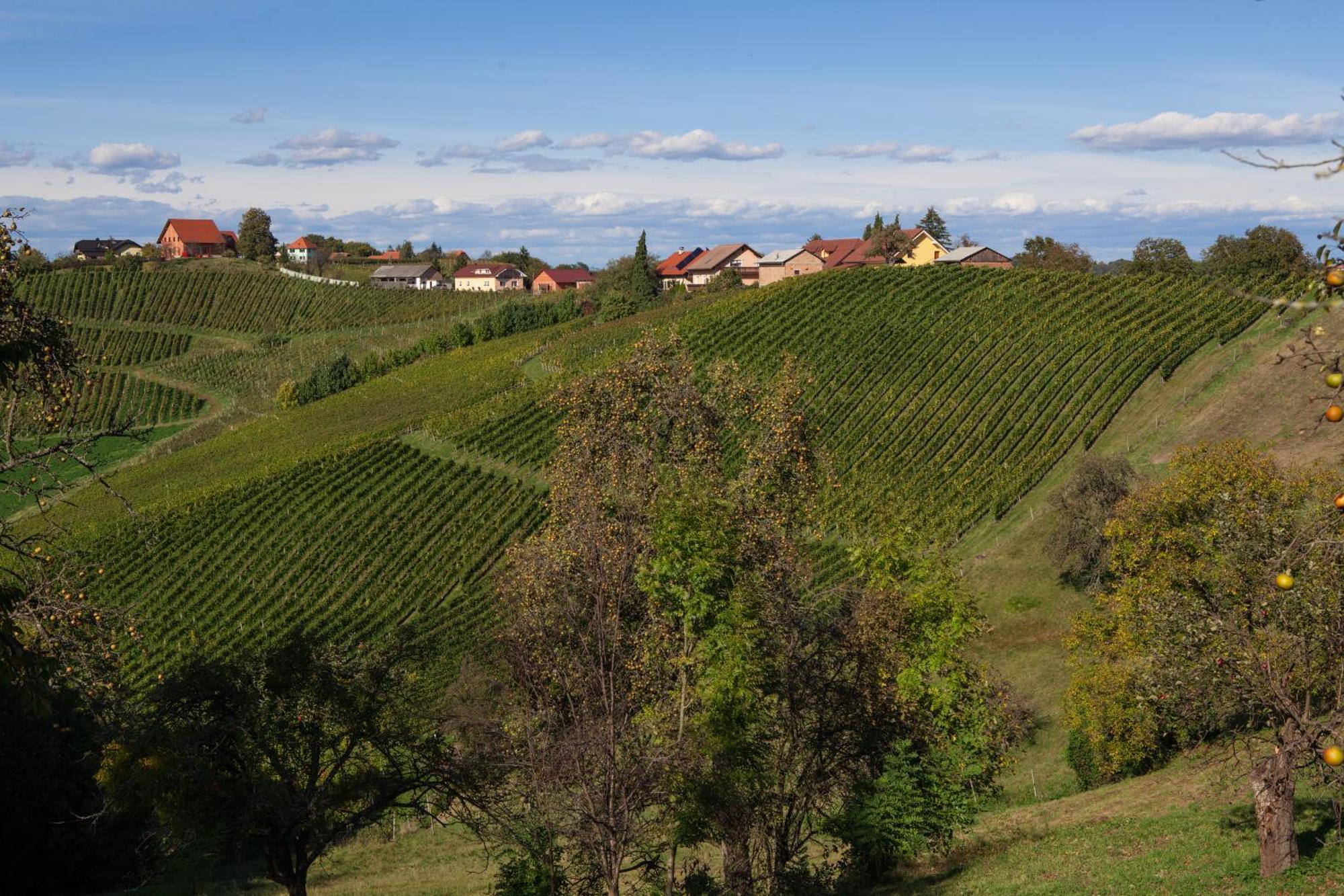 Wine & Tourism Bracko Bed & Breakfast Spodnji Jakobski Dol Luaran gambar